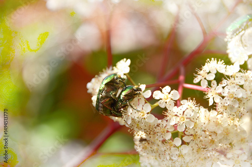 Spring lovers . Close up of two green Insects in the Springtime