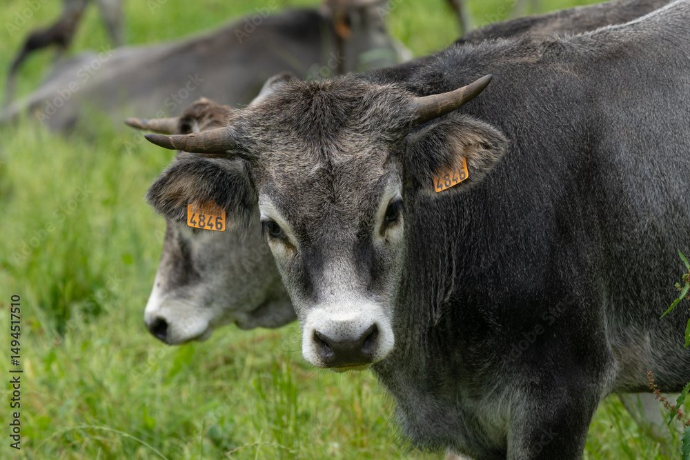 Pair of cows in the field. Tudanca spanish cows. Pair of cows in the field. Tudanca spanish cows.