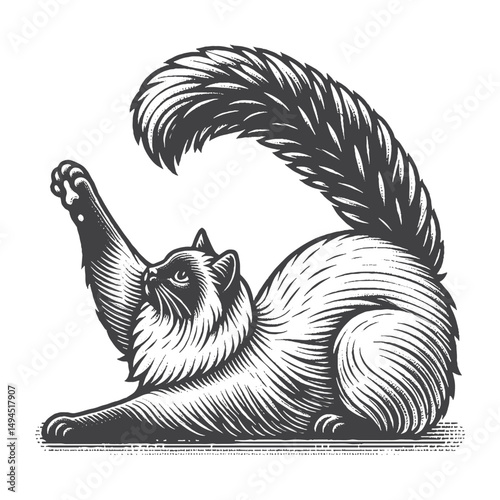 Vintage Hand-Drawn Ragdoll Cat Stretching Illustration – Graceful Feline Engraved Style Vector for T-Shirts, Posters, Stickers, and Pet Lover Apparel