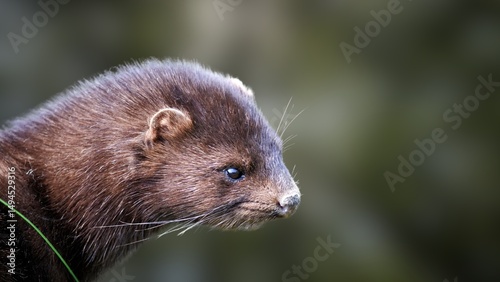 Rare European Mink in the Wild – Endangered Mustelid Close-Up