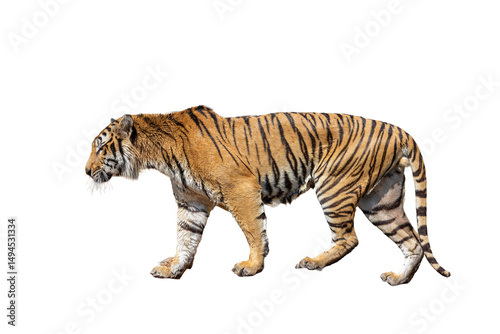 Canvas Print White Bengal tiger, a majestic wild feline predator with distinctive stripes, is