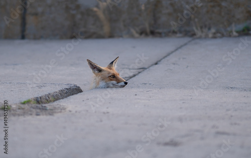 Red fox in an urban environment