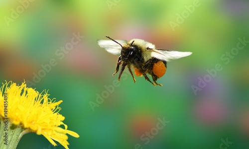American Bumblebee on Flower – Close-Up Insect Photography