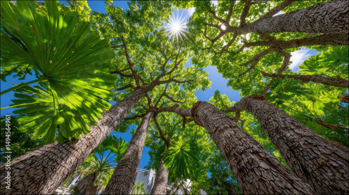Lush jungle canopy with tall trees and vibrant green foliage under bright sunlit sky