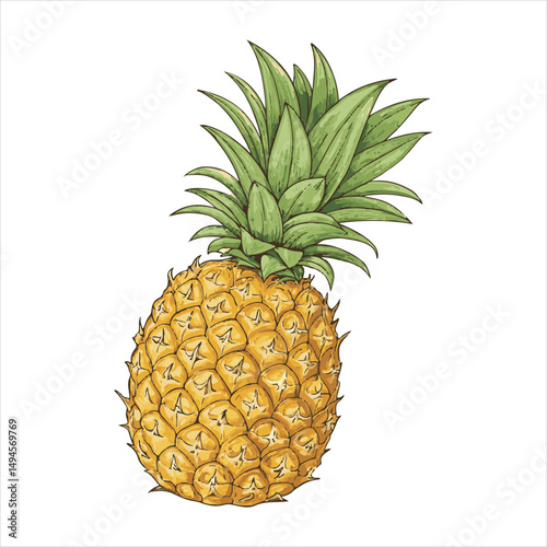 pineapple Vector