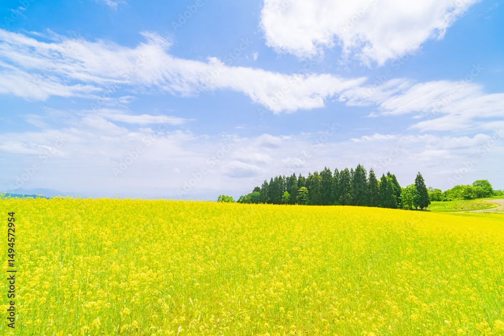 Obraz premium 菜の花畑と青空