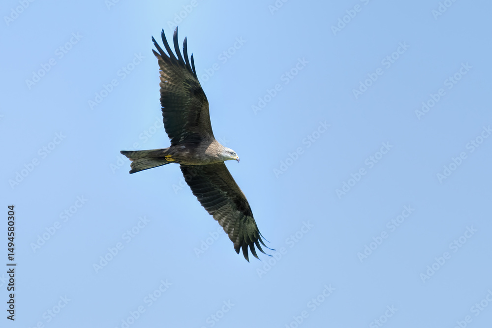 Obraz premium Black kite in flight with blue sky