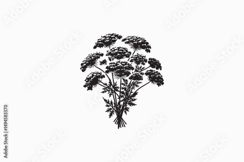 A Queen Anne's lace flower vector silhouettes image made by adobe illustrator. eps