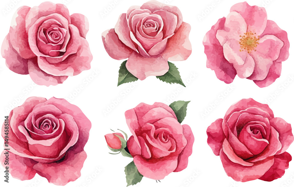 Fototapeta premium pink roses on white background