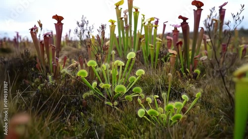 Exploring the Diverse World of Carnivorous Plants A Close Look at Pitcher Plants and Sundews