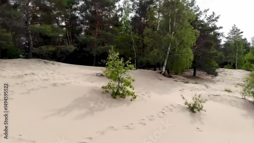Sand Dunes and Forest Edge A Unique Ecosystem