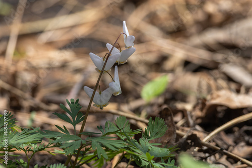 Close up view of an uncultivated white Dutchman's breeches wildflower (dicentra cucullaria), growing undisturbed in a forest ravine in spring photo