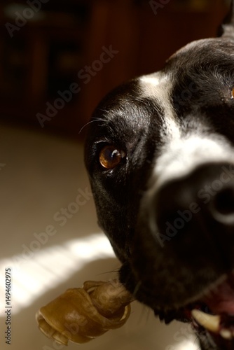 Perro se cuela en foto