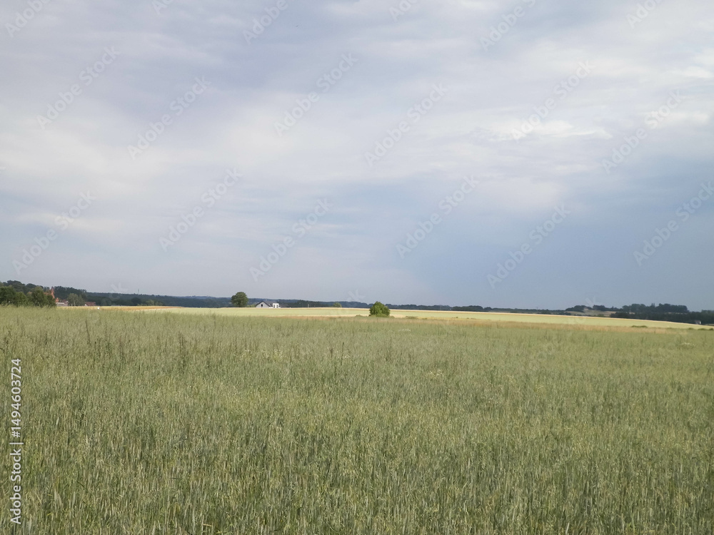 Fototapeta premium A field in Kashubia.