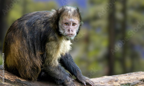 Golden-bellied Capuchin – Endangered Primate with Striking Yellow Fur from Brazil’s Atlantic Forest