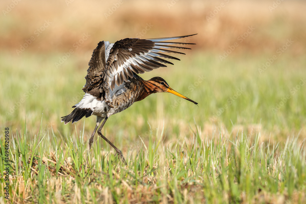 Fototapeta premium Uferschnepfe kurz vor der Landung