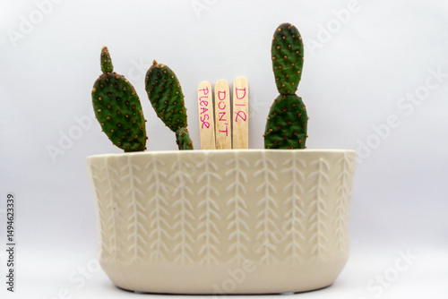 cactus in pot. opuntia cactus in white ceramic pot with funny text 