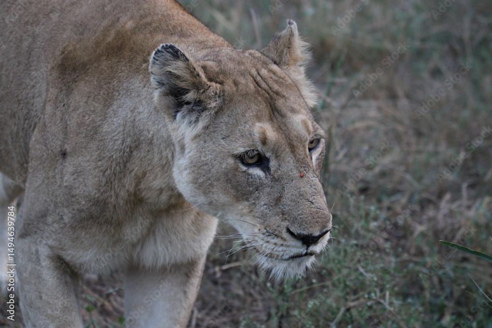Lioness in the long grass Lioness in the long grass