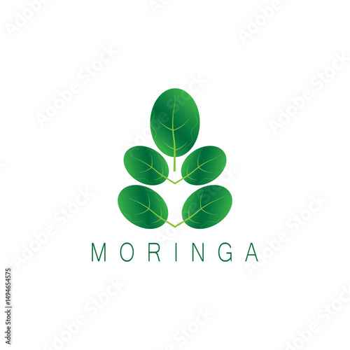 moringa leaf nature icon vector illustration template design