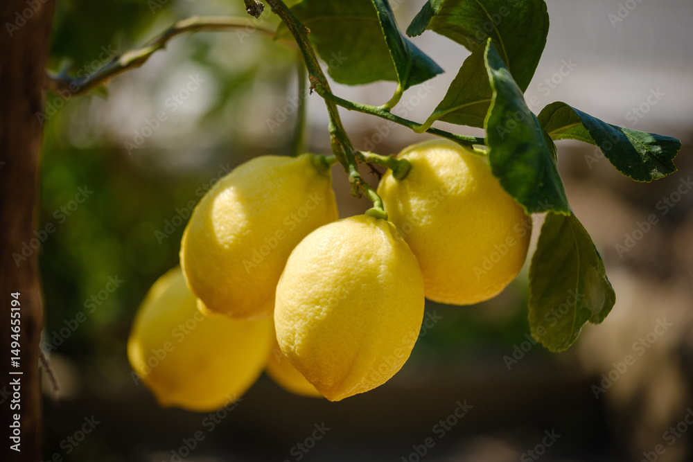 Obraz premium Bright fresh lemon fruits on a tree