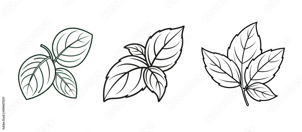 Collection of Basil Leaves Illustration. Collection of Basil Leaves Illustration.