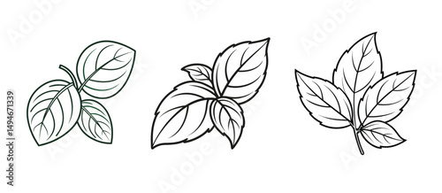 Collection of Basil Leaves Illustration.