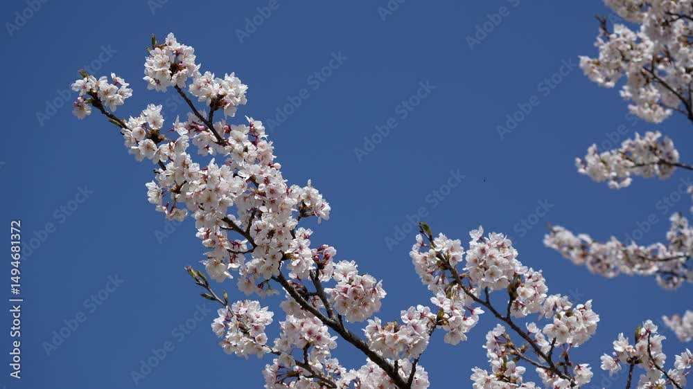 Blue sky and cherry blossoms (Somei Yoshino) at 60 frames per second Blue sky and cherry blossoms (Somei Yoshino) at 60 frames per second
