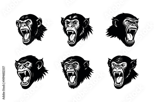 angry chimpanzee baring teeth on white background 