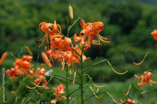 Fotografija Tiger lilies blooming in summer