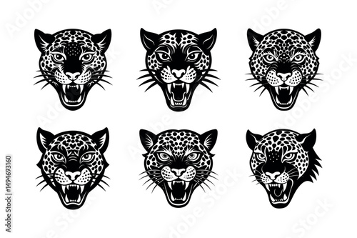 mad leopard face on white background