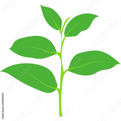 Green Tea Leaves