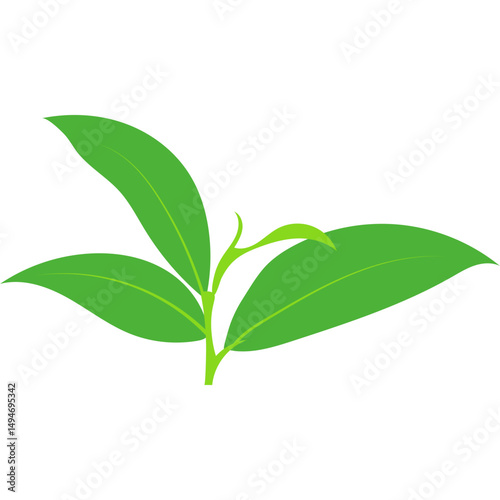 Green Tea Leaves