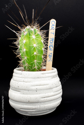 Baby cactus in white pot against black background. Small but very spiky cactus in white ceramic pot with funny text 