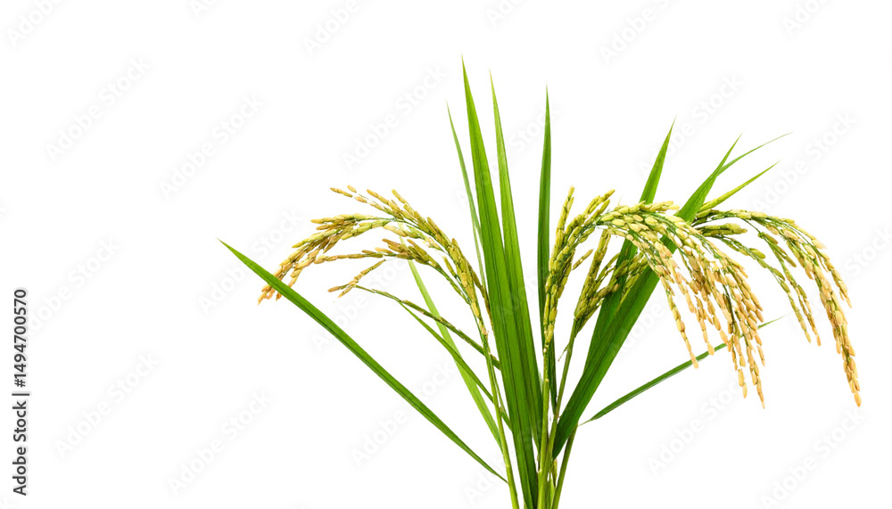 Naklejka premium Green leafy tree isolated on white background. 