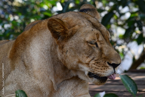 portrait of a lion