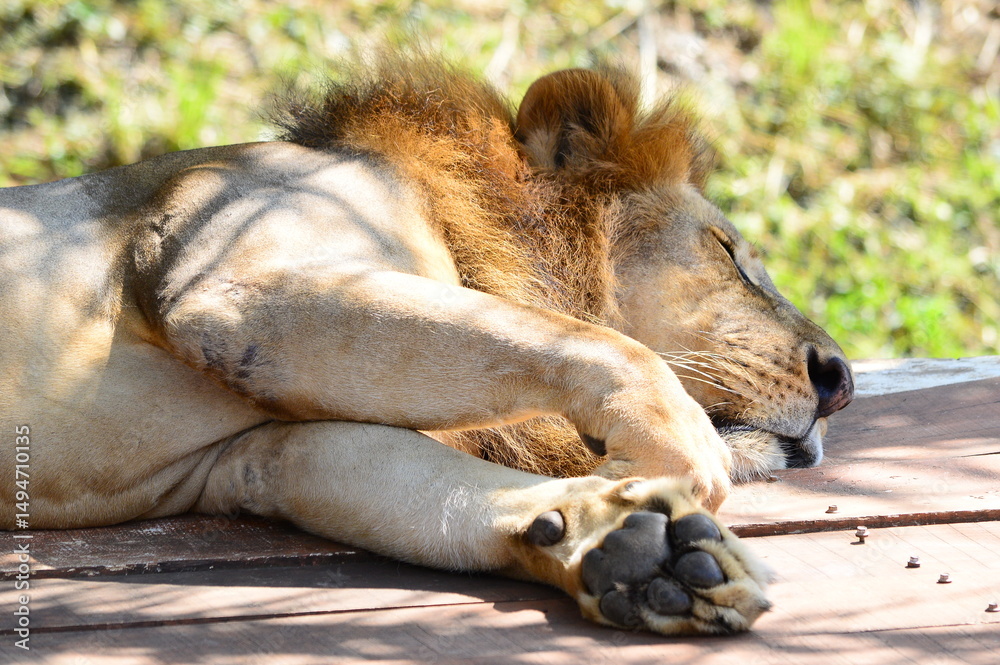 Naklejka premium lion cub lying in the grass