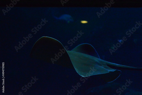 jellyfish in the dark