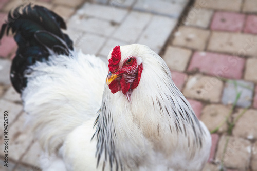 White rooster in close range in the farm