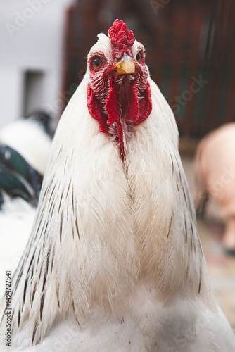 White rooster in close range in the farm. detailed portret of rooster