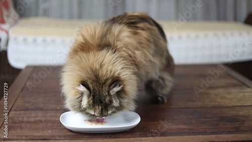 Captivating image of a domestic Persian cat happily eating.