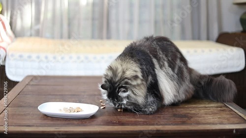 A big Persian cat is focused on its meal, a happy picture in the house.