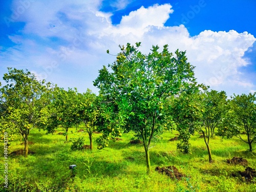 Tropical Orange Orchard Under a Bright Blue Sky with White Clouds
