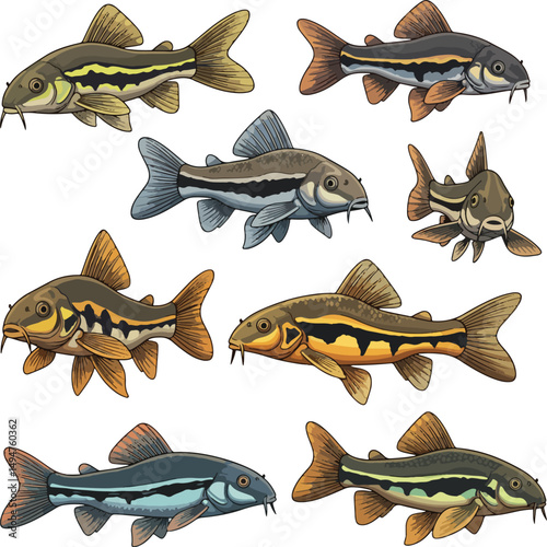 A detailed collection of various freshwater sucker fish species, ideal for educational materials, scientific illustrations, or designs related to river and lake ecosystems and aquatic wildlife.