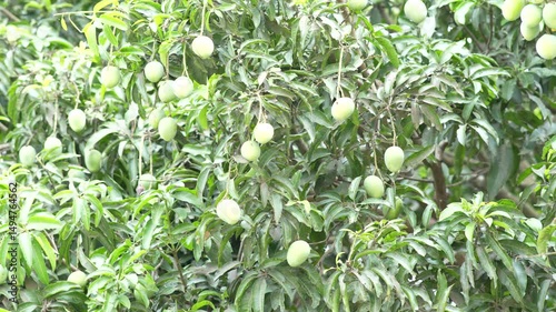 fresh green mangoes