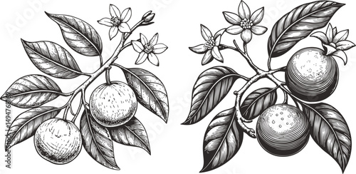 Two detailed drawings of citrus fruit branches with leaves and blossoms, Botanical illustrations of citrus trees showing fruits leaves and flowers