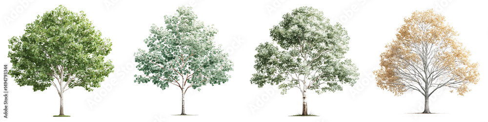 Obraz premium A collection of trees illustrating the cyclical changes in foliage and appearance throughout the different seasons in a natural environment