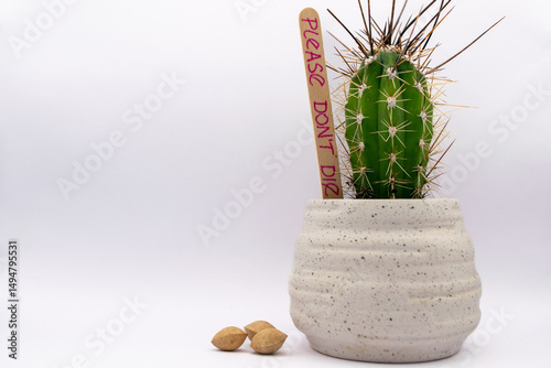 Baby cactus in white pot against white background. tiny but spiky cactus in white ceramic pot with funny text 