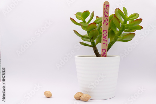 succulent plant in white pot against white background. Tiny lucky tree  in a pot with funny writing on the ice cream stick saying 