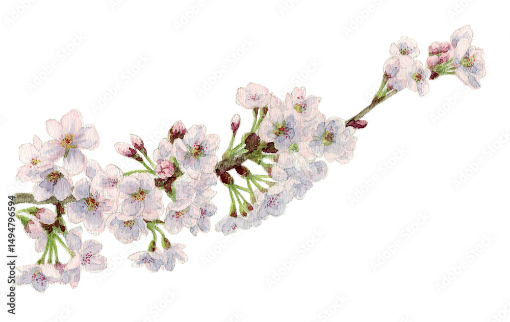 Fototapeta premium アナログ水彩桜／ソメイヨシノの枝