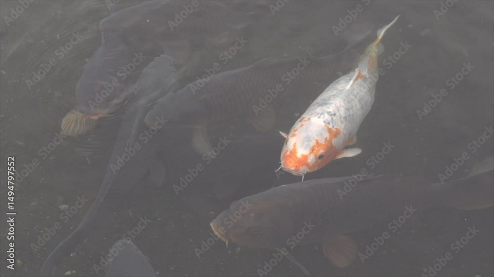 Carpe japonaise